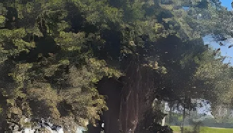 Chevella's centuries-old banyans and the battle that forced a highway to change course 