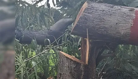 Atleast 30 trees chopped along Railway line near Mysuru's Kukkarahalli lake, says forest officials 