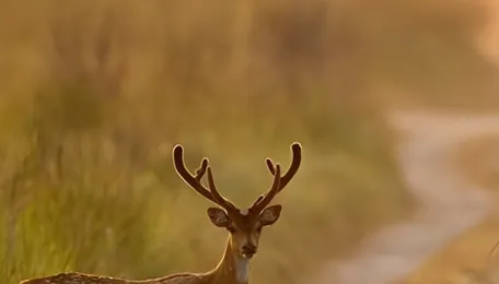 Utility projects in national parks, wildlife sanctuaries need wildlife panel approval: SC-NBWL 
