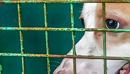 Chennai Stray Dog Management Faces Suburban Challenges