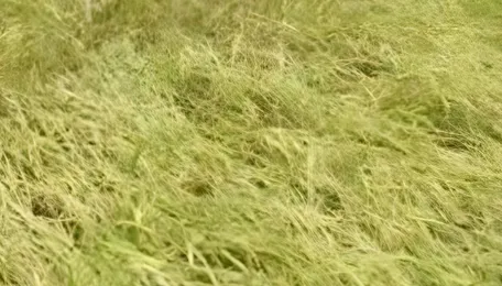 Maharashtra Transmission Project Releases Farmer Compensation