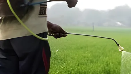 Chlorpyrifos Pesticide 