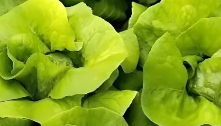 Govt backs organic farming, warns against chemical produce 