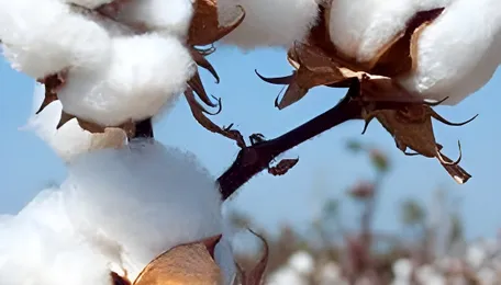 Govt extends customs duty exemption on cotton imports till December 31