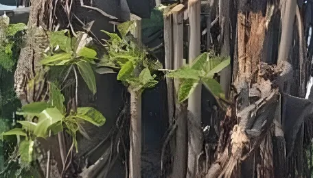 Banyan trees axed between Jagtial-Karimnagar for highway expansion 