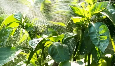 Less pes(tea)cide: FSSAI proposes residue limits for two agrochemicals 