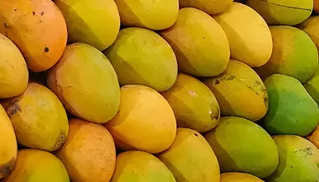 Surat Mango Crop Losses Highlight Climate Risks To Farming