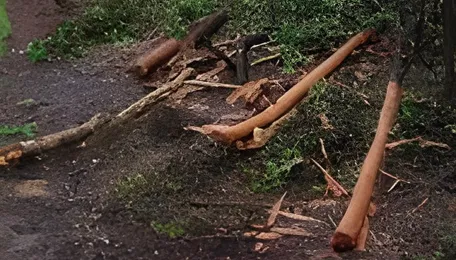 Why tree cutting on Dehradun highway could upend the life of a community 