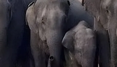 Honey bee buzz, AI-based system helps Railways prevent over 250 elephant deaths in Assam, Bengal 