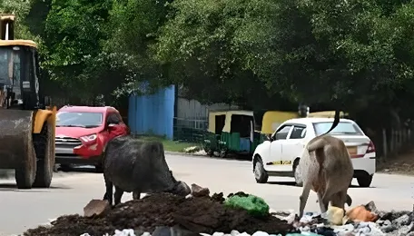 Gurugram Garbage Crisis Puts Urban Liveability Under Strain