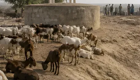 Rajasthan Drought Warning Intensifies as Gehlot Flags Water Crisis