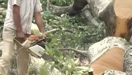 Uttarakhand: NHAI, PWD Responds To Protests Against Felling 3,000 Trees For Highway, Says Project Complies With Legal, Environmental Procedures 