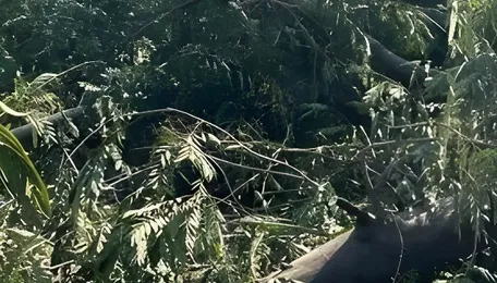 NGT stays large-scale tree cutting for road widening project in Bhopal till Jan 8 