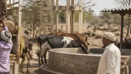 Maharashtra Drought Relief Gets New Fodder and Water Push