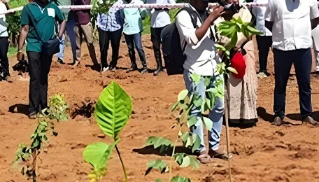Bengaluru Resident Groups To Lead Urban Tree Plantation