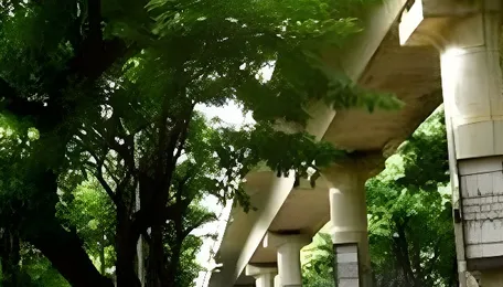 Bengaluru Urban Forest Planning Hit By Census Delays