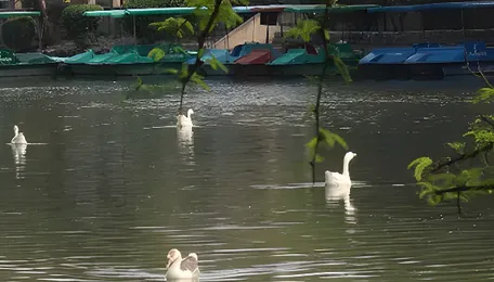 Delhi Sanjay Lake Restoration Reshapes East Greenbelt