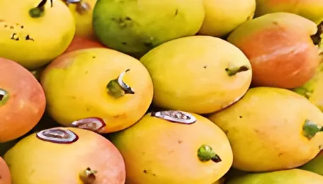 No love in Tokyo for mangoes from India this season