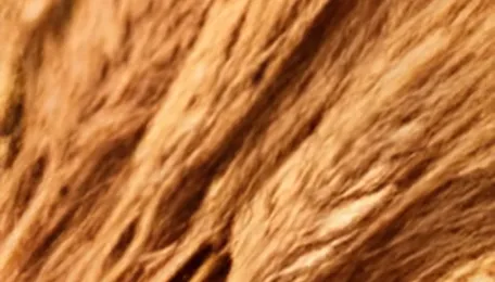 Wheat Rises on Supply Risks