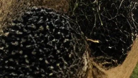 Palm oil muted despite slight support from MPOB data