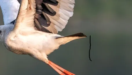 Kaziranga bird survey records 30 raptors, six stork species across divisions 