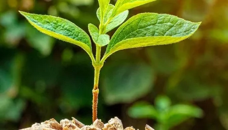 Pune Youth Enterprise Advances Biomass Fuel Networks