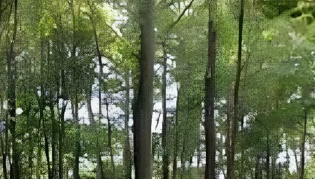 Assam: Notification issued for ‘Ledo Namdang Reserve Forest’ - The Sentinel 