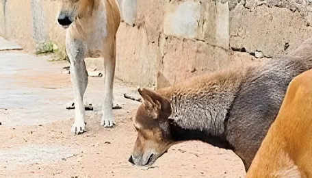 Bengaluru Cities Need Smarter Stray Animal Planning