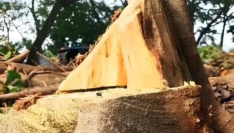 AZARA: Deepor Beel tree felling sparks public outrage amid railway project - The Sentinel 