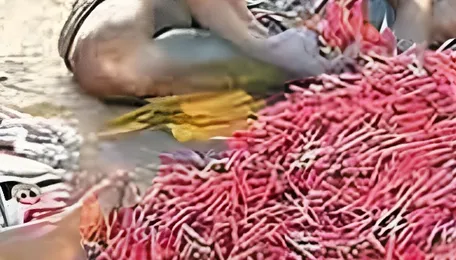 Heatwave impact: Centre imposes curbs on firecracker production in Sivakasi belt 