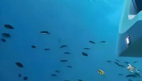 Maharashtra Expands Marine Tourism With Artificial Reef