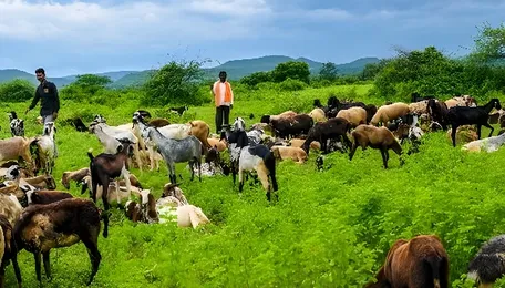 Vidarbha Secures Over Rs4 Crore For Nature Conservation