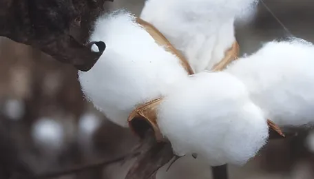 Indore Cotton Supply Dip Hits Ginning Units