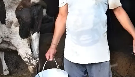 As farmers fight climate change, heat tests India’s record milk production 
