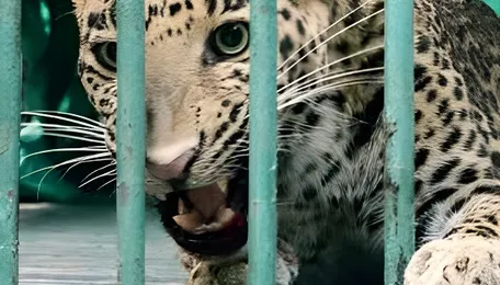Ahmedabad Housing Society Leopard Triggers Forest Response