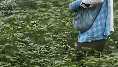 Parliamentary panel asks govt to consider reviving urea plants at Durgapur, Haldia, Korba to boost output 