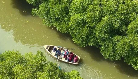 NHAI, Forest Department efforts provide Pichavaram another 25 h.a. of mangroves 