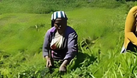 FSSAI uses dietary exposure data to fix scientific pesticide ceilings for tea 
