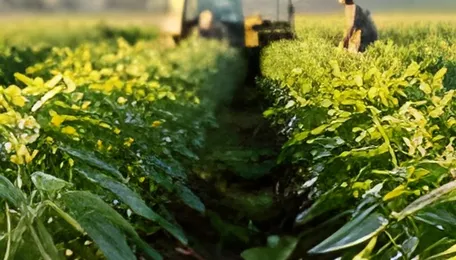 Import of GM soybeans into India should not be allowed at all, say processors
