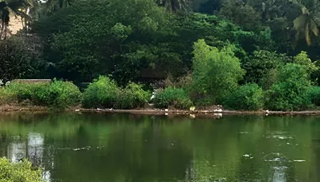 Goa High Court Orders Immediate Mala Lake Cleanup