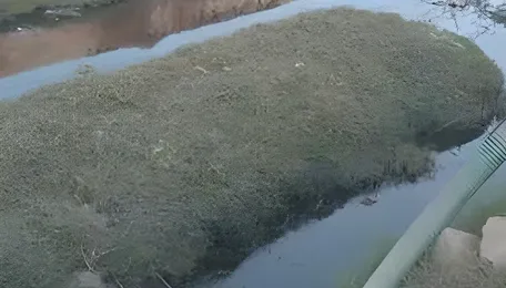 From factories to fields: How toxic water is harming crops in Jaipur 