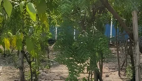 Chennai Miyawaki Forest Faces Growing Waste Crisis