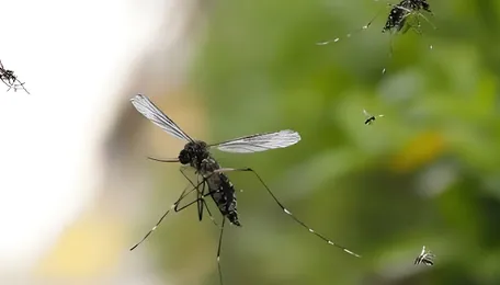 Chennai Mosquito Control Focus Intensifies With New Directive