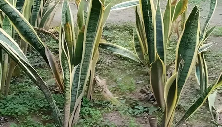 Delhi University Carbon Gardens Boost Urban Biodiversity