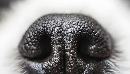 Meet the dogs helping scientists sniff out cancer 