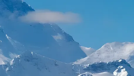 Himalayan Bill 