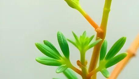 New Green Analytical Methods Put India’s First Homegrown Ketolide Antibiotic to the Test 