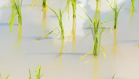 Syngenta, Kyoyu Agri Launch New Rice Herbicide to Fight Resistant Weed... Patrick Alexander13-October-2026