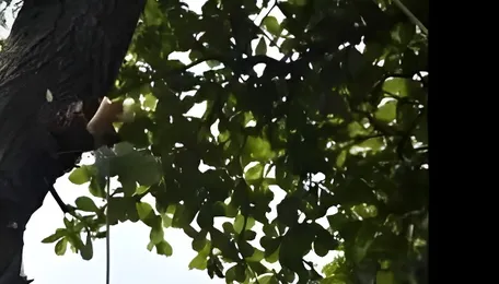 Pune Metro Tree Cutting Sparks Civic Questions