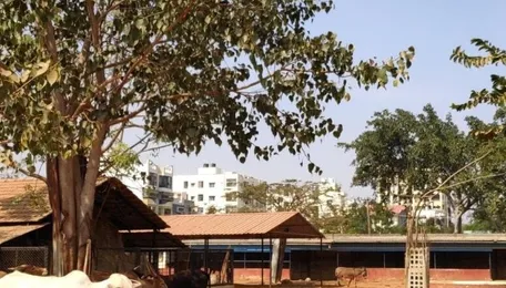 Bengaluru Animal Shelter Plan Faces Design Concerns